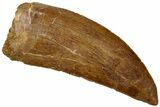 Carcharodontosaurus Tooth - Real Dinosaur Tooth #311052-1